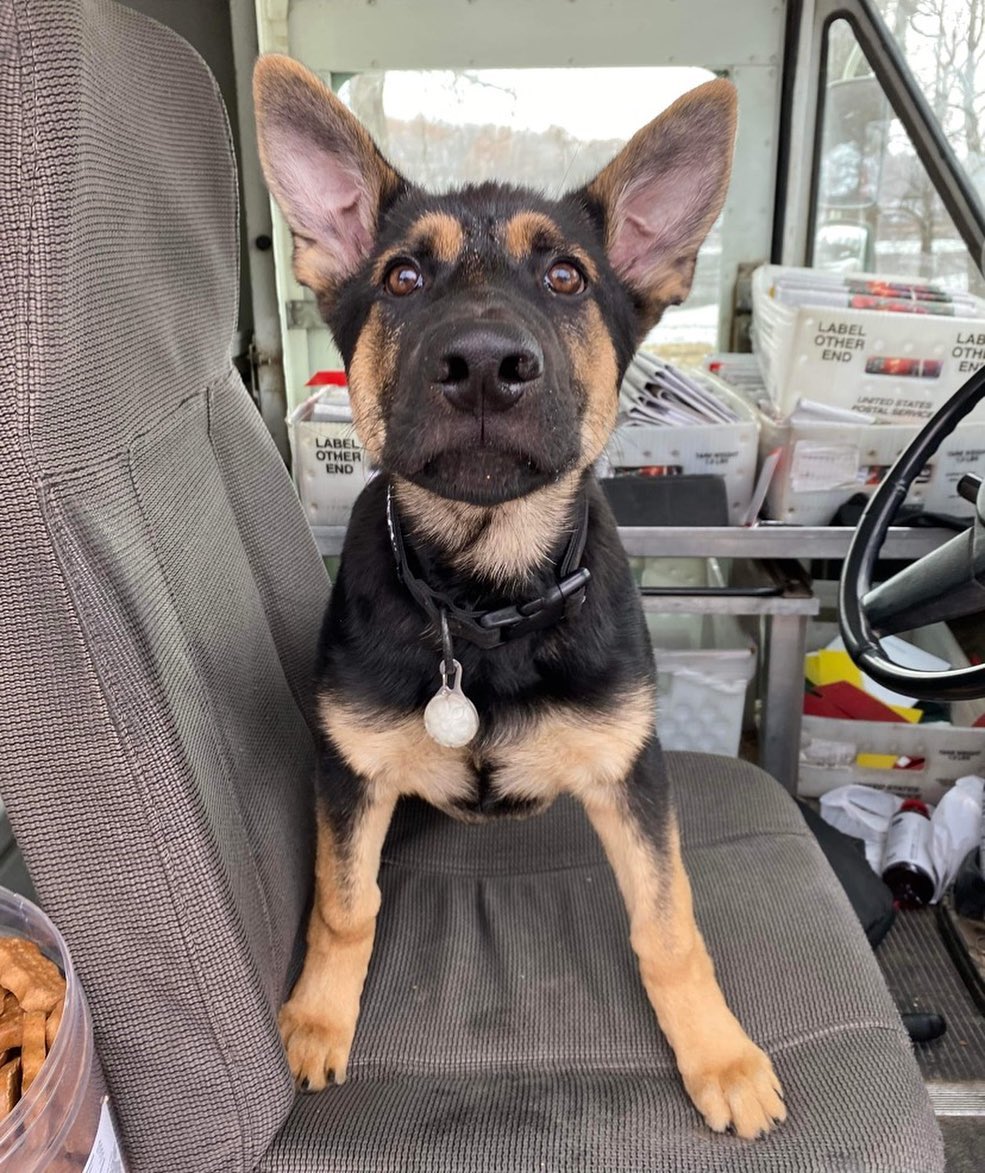 US Postal pups - Meet Al’s pal rowdy Rizzo! 😁 keeping the...