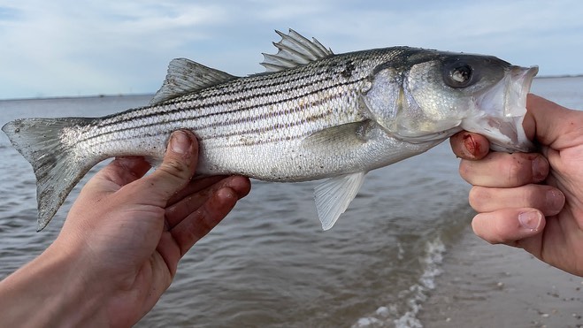 The striped bass is the most popular... - Dillon L. Fishing