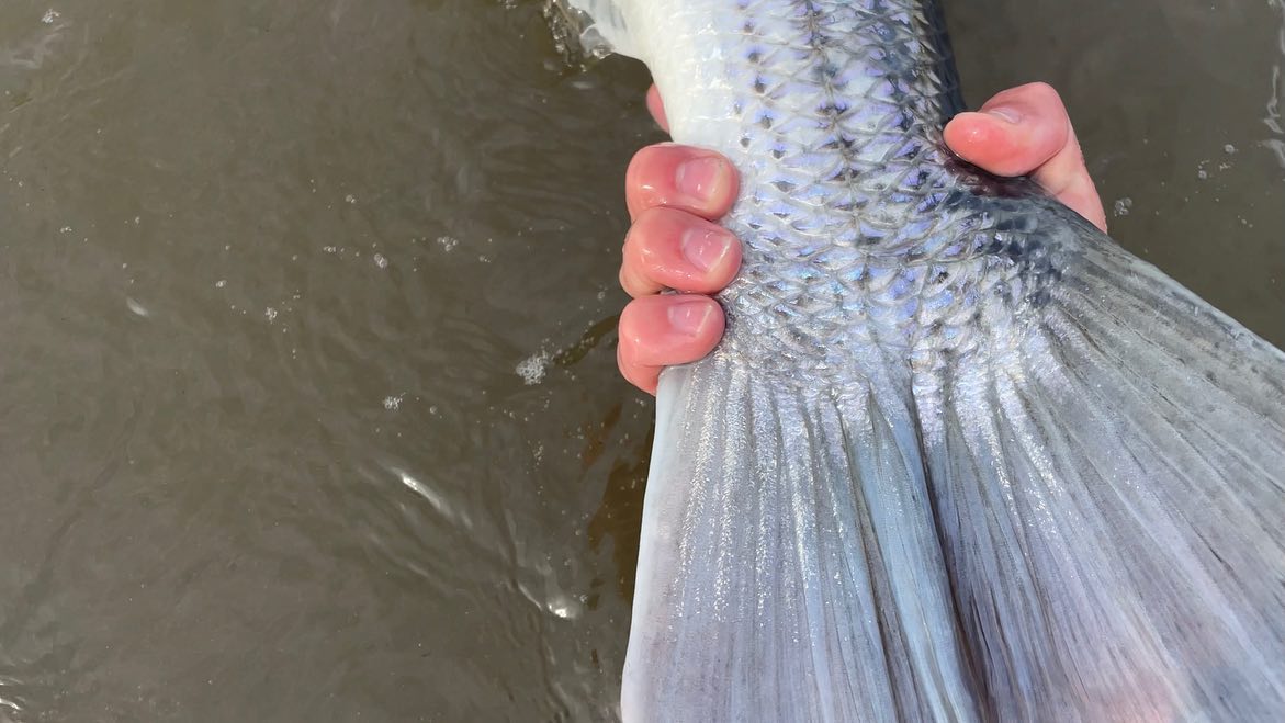 The striped bass is the most popular... - Dillon L. Fishing