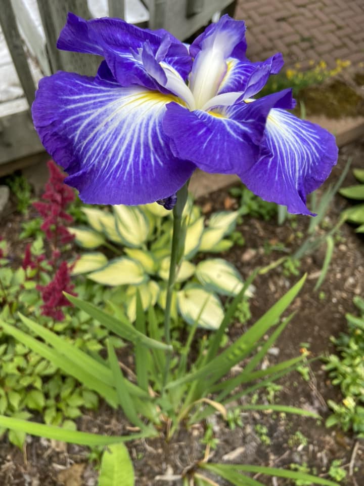 かきつばた 燕子花 杜若 Japanese aquatic iris
