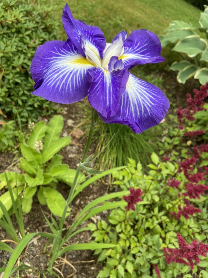 かきつばた 燕子花 杜若 Japanese aquatic iris