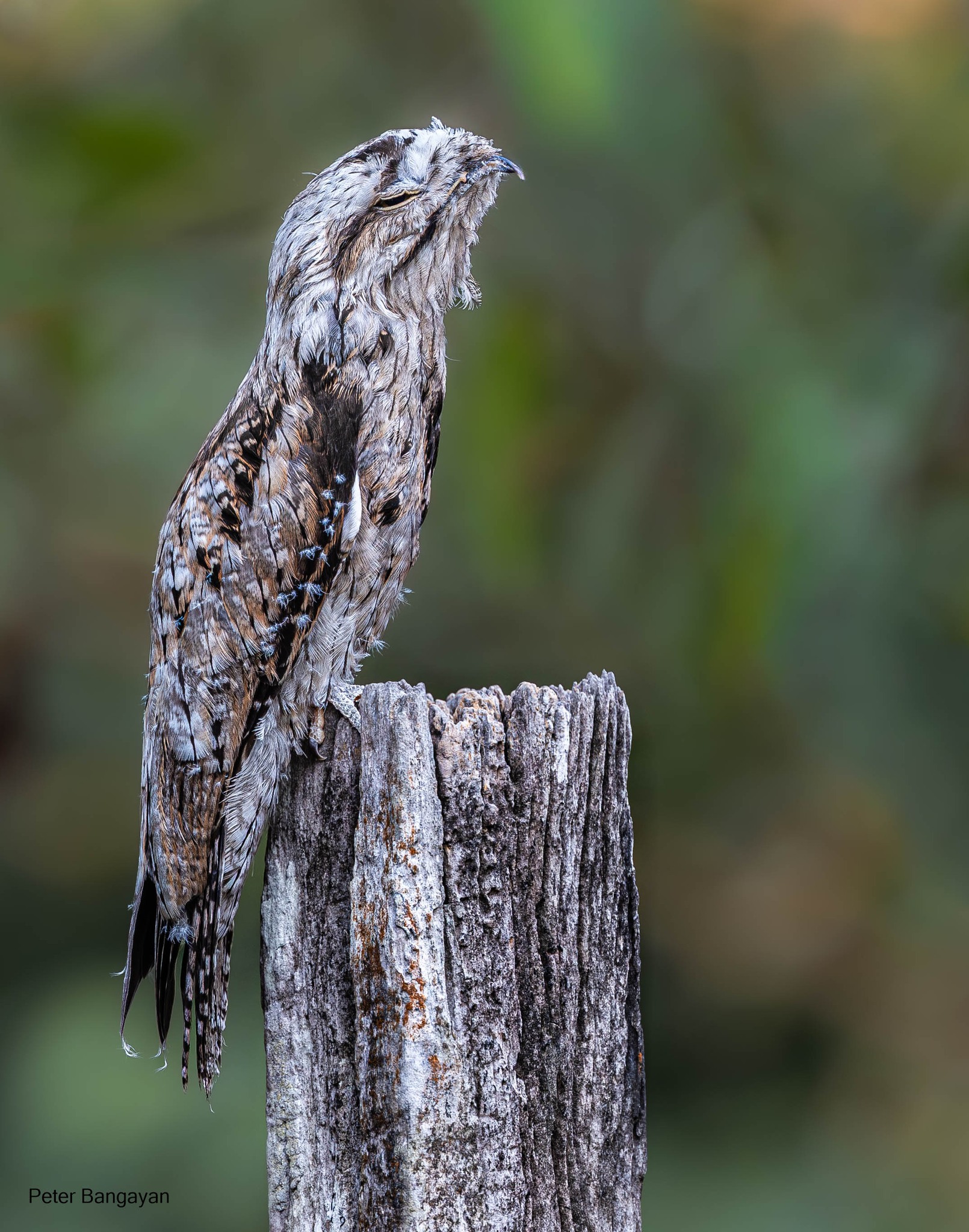 Common potoo bird species description | Esquipulas, Baja Verapaz 