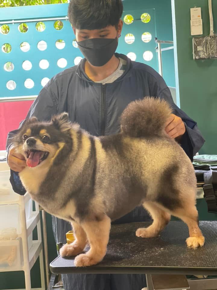 น้องอร... - Section G : Dog Grooming and Training Centre