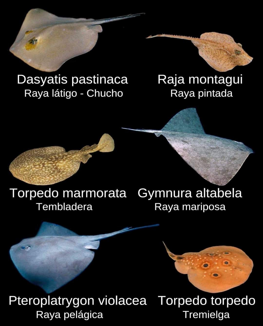 De las 24 especies de rajiformes que... - Pesca en Valencia