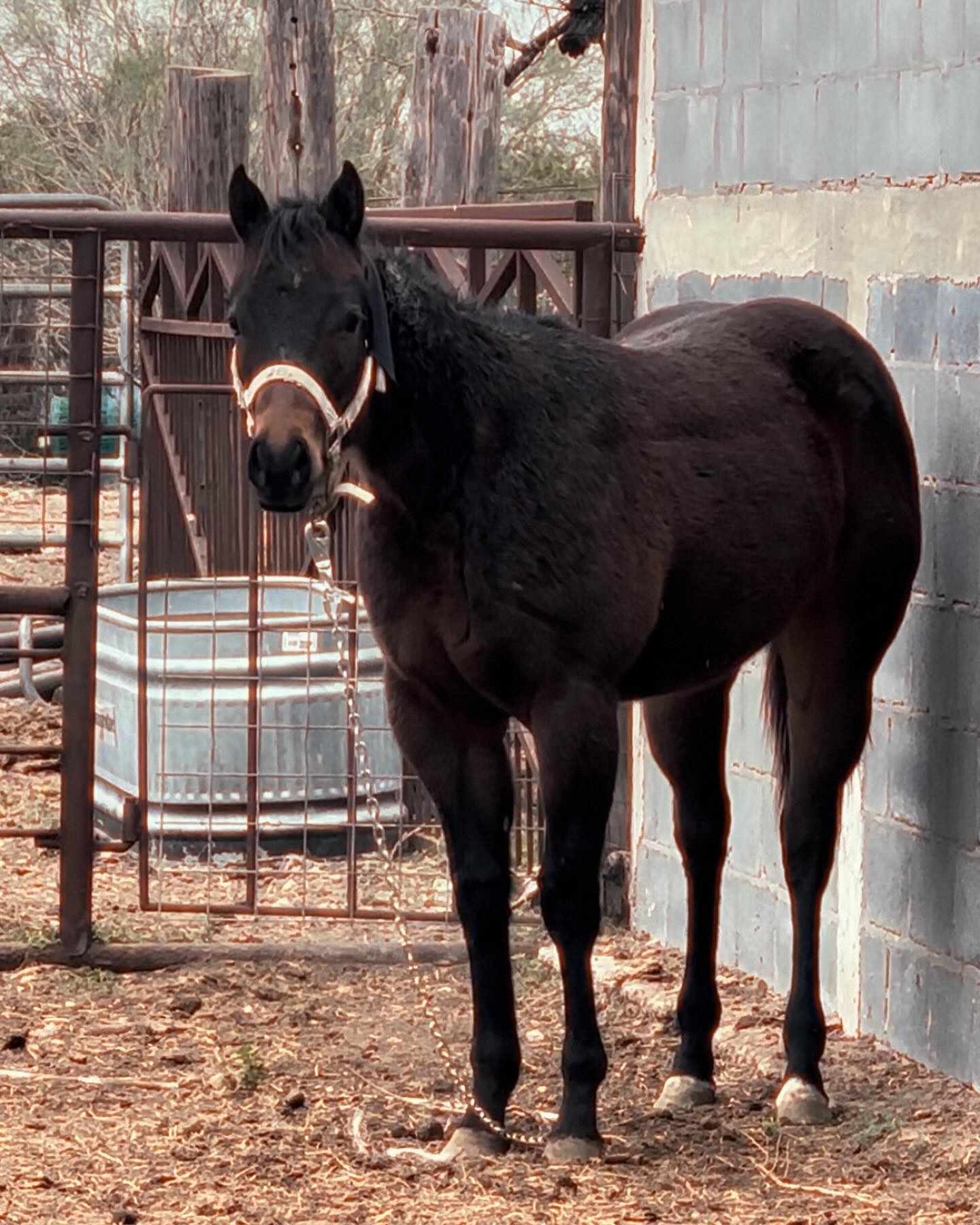 Y.Y. Ranch & Roping Arena | Roma-Los Saenz TX