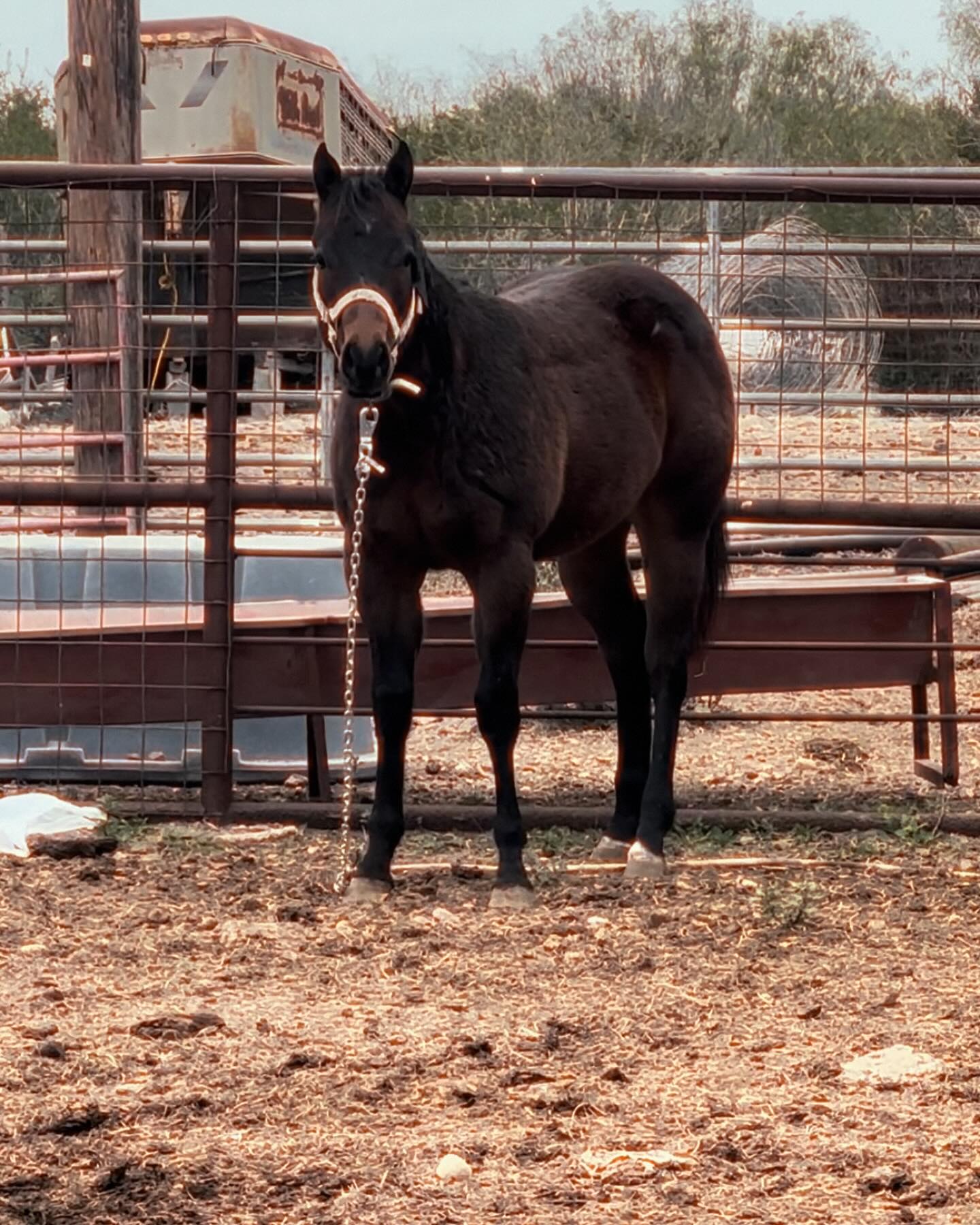 Y.Y. Ranch & Roping Arena | Roma-Los Saenz TX