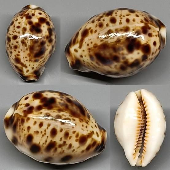 New Cypraea Lyncina lynx nella mia collezione Lyncina lynx macchie