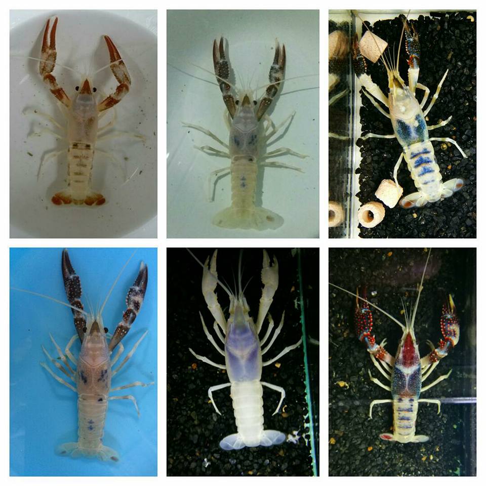 Smile Crayfish - Smile Crayfish added a new photo.