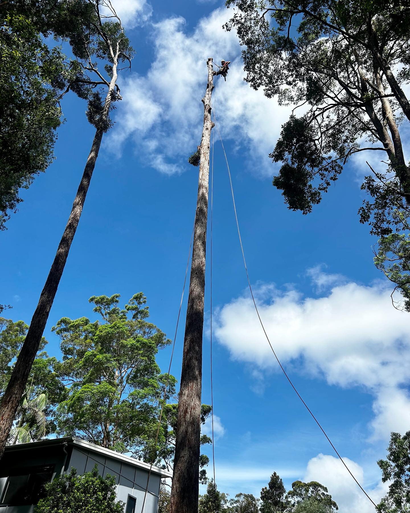 East coast tree works | Sunshine Coast QLD