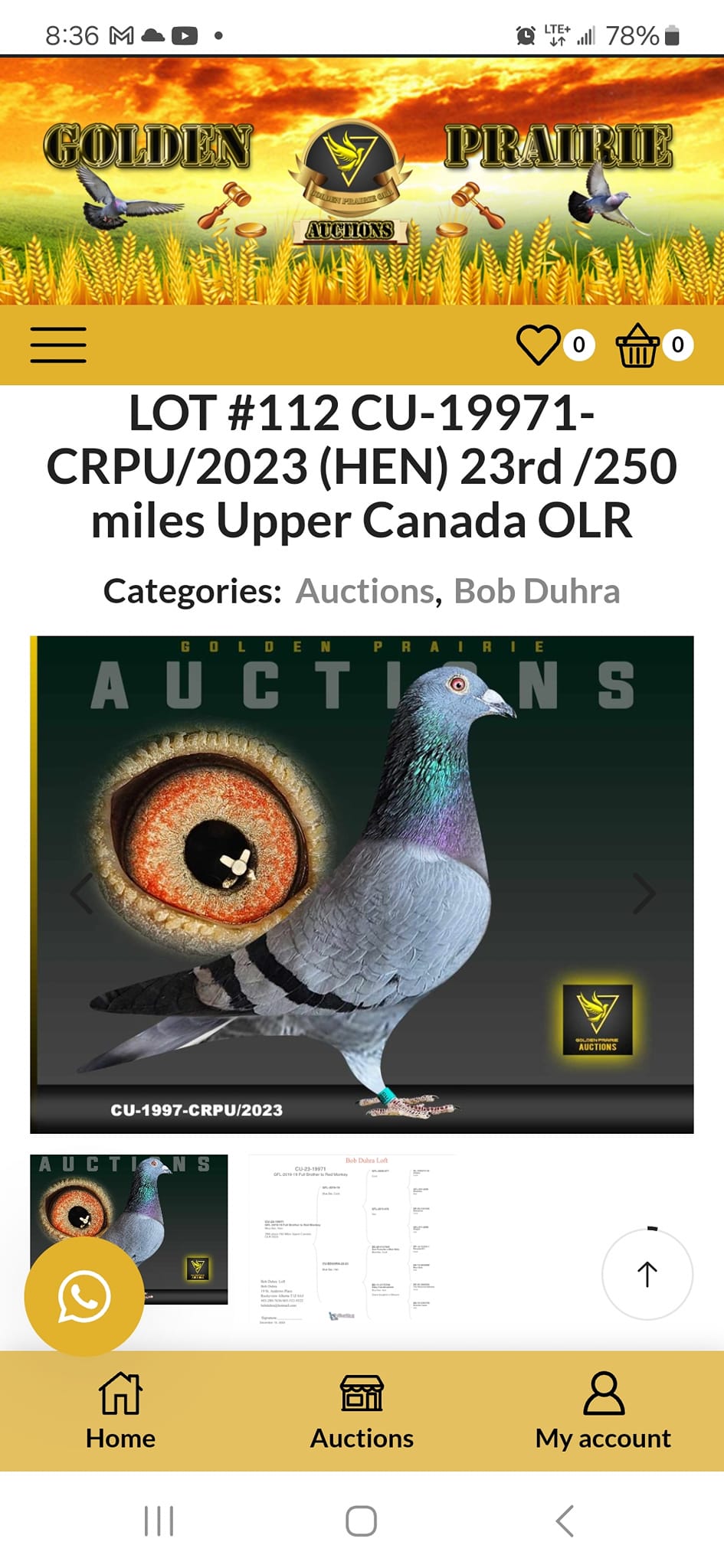 Saskatchewan and Central Canada Racing Pigeons | Rockglen SK