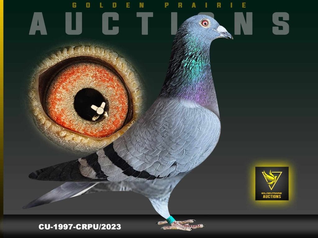 Saskatchewan and Central Canada Racing Pigeons | Rockglen SK