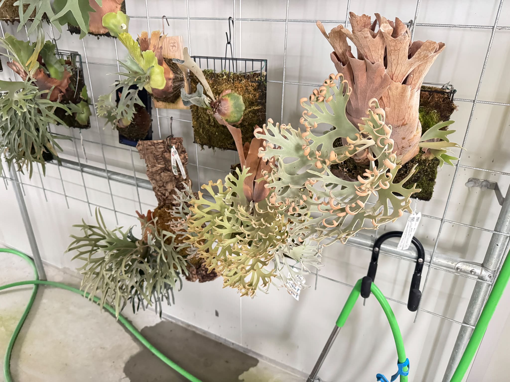 標售P.White Mr.Oat 白燕麥現拆側芽3支***側芽照片在留言上,請在該側芽 