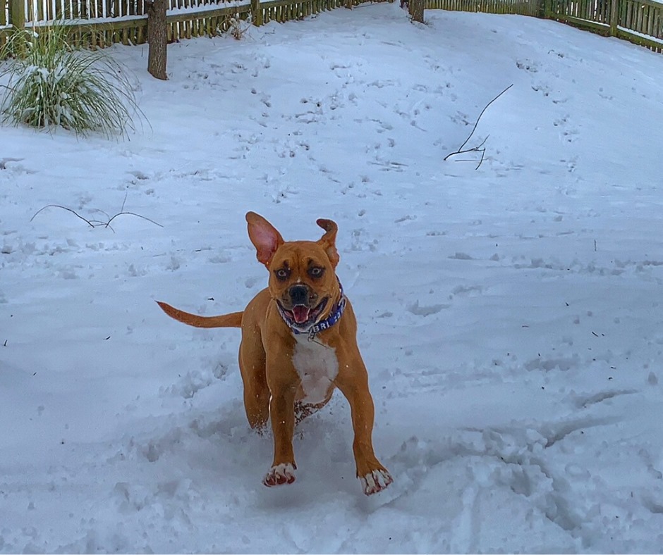 I LOVE this white stuff! ~... - Blue Ridge Boxer Rescue