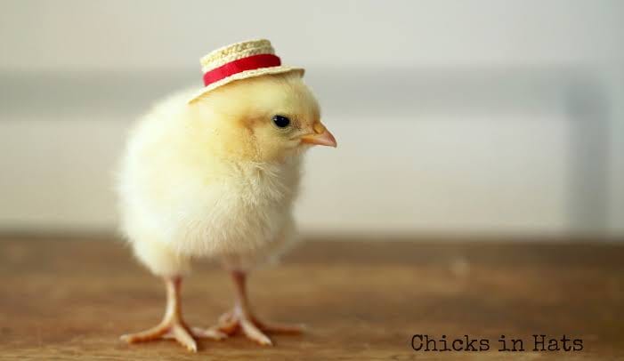 Chickenzilla Delivery added a new... - Chickenzilla Delivery
