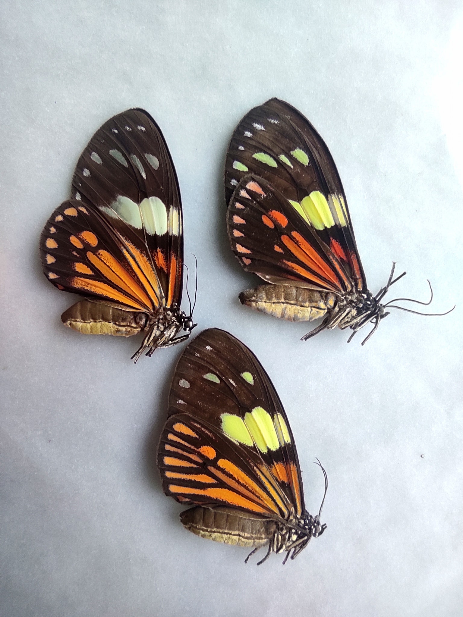 Peru Insects