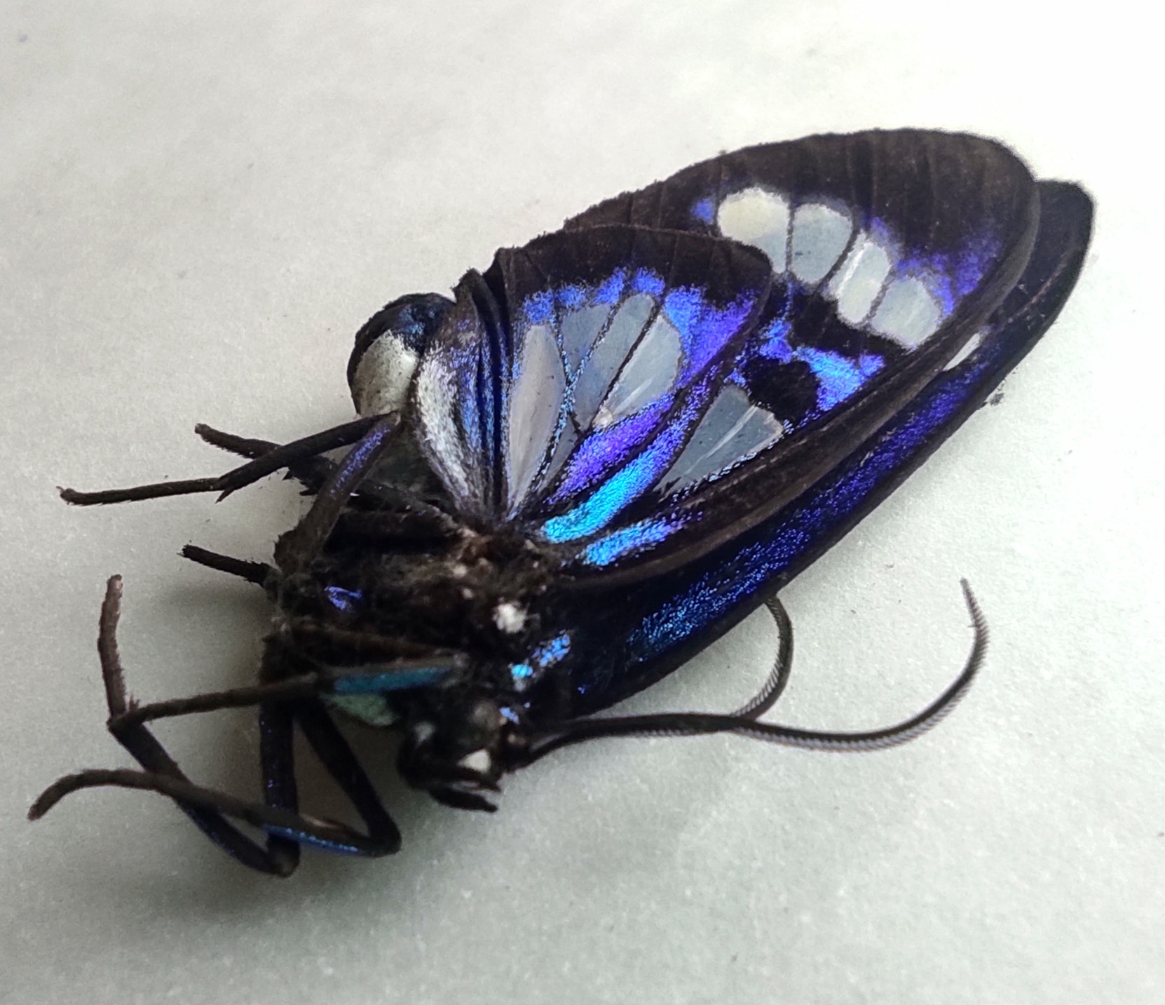 Peru Insects