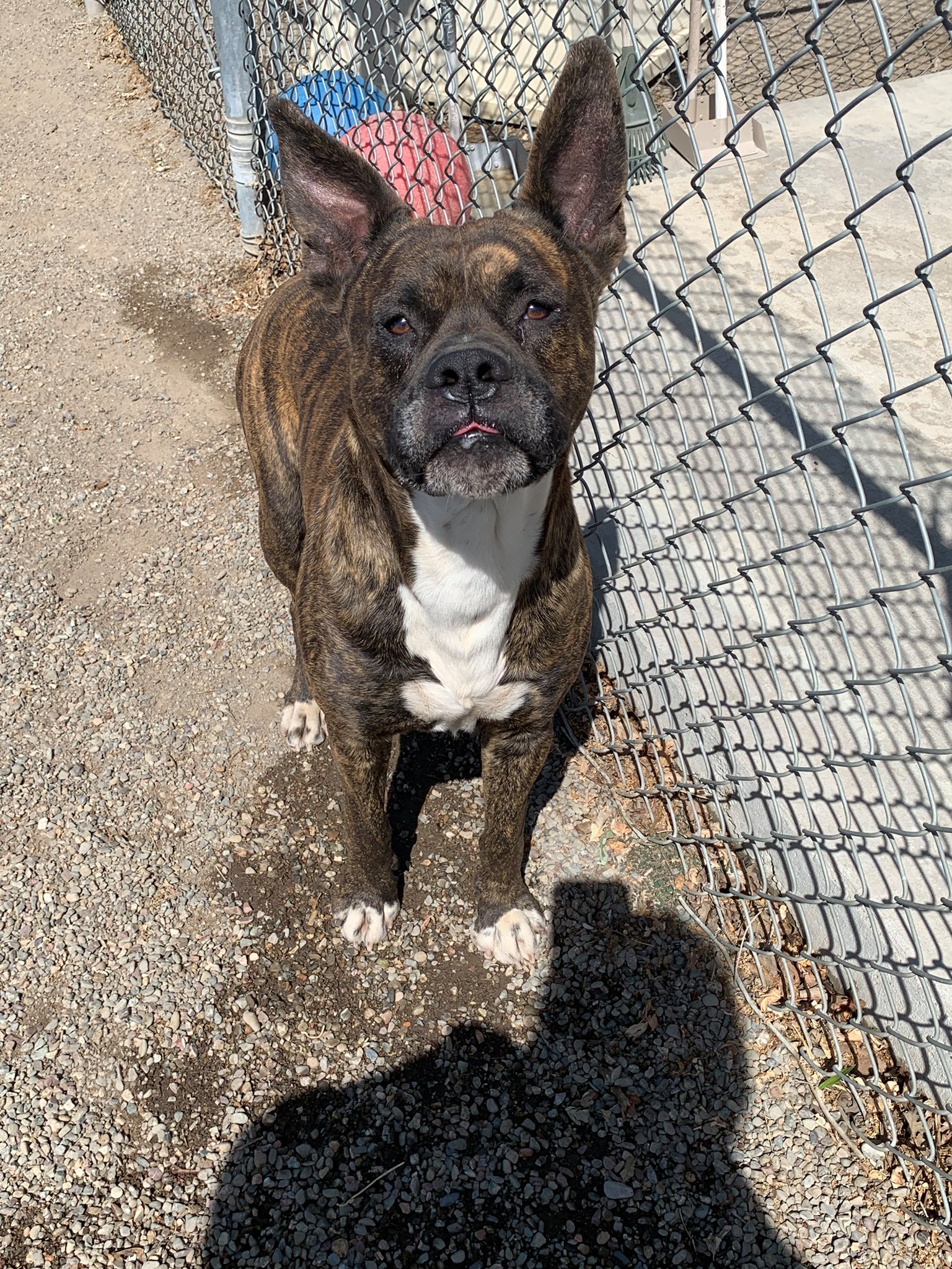 Ripon Shelter - Meet Jax! He is available for immediate...