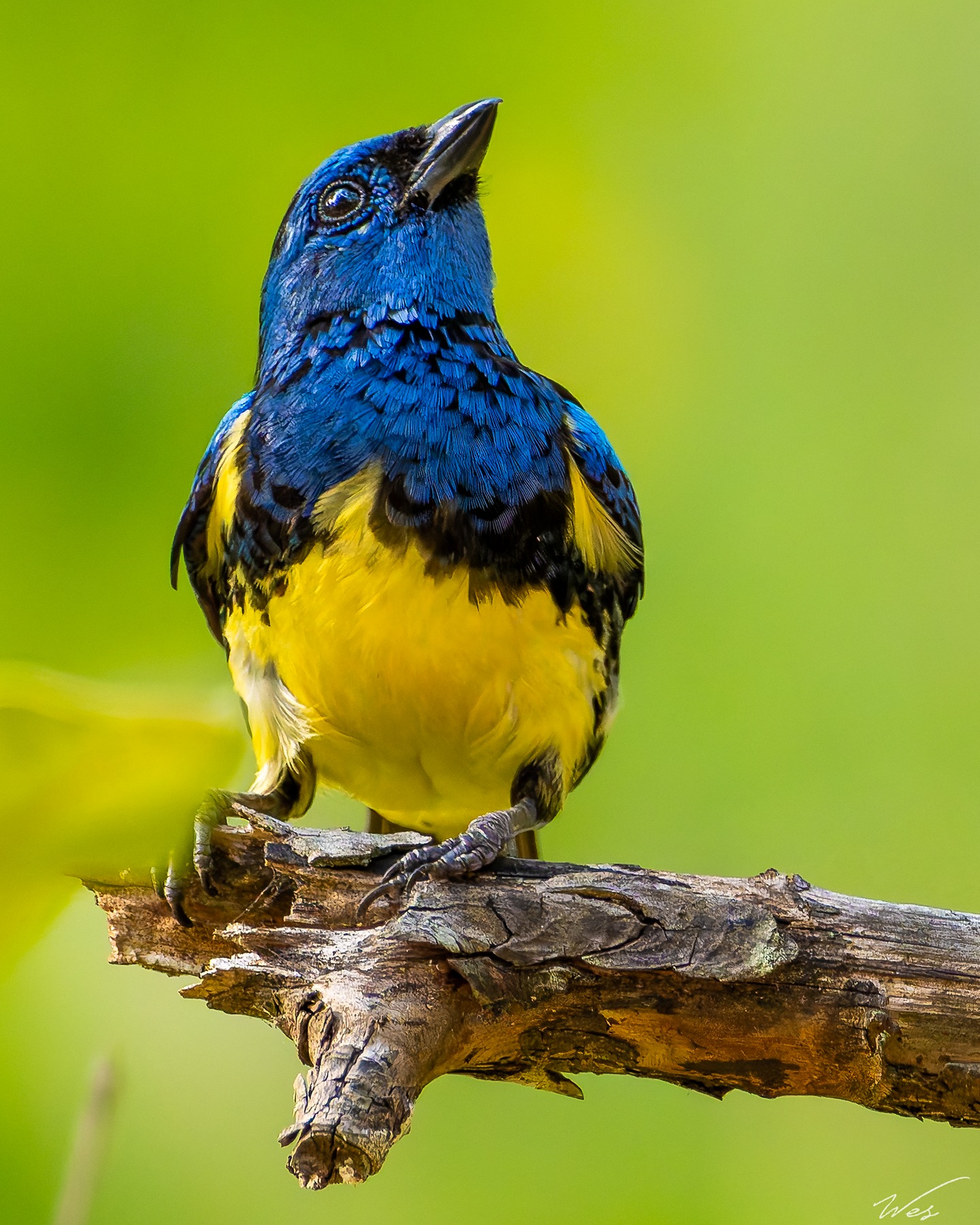 caribbean-photographers-perched-gracefully-on-a-weathered-branch