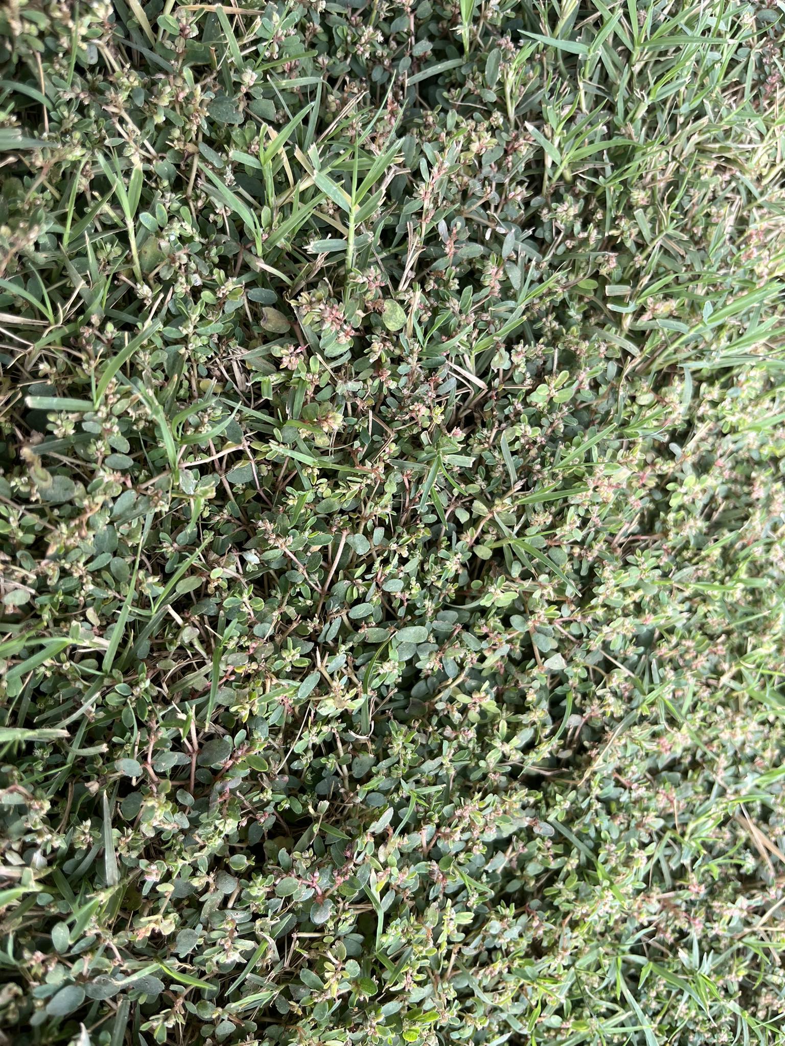 Is this spurge it's taking over my yard