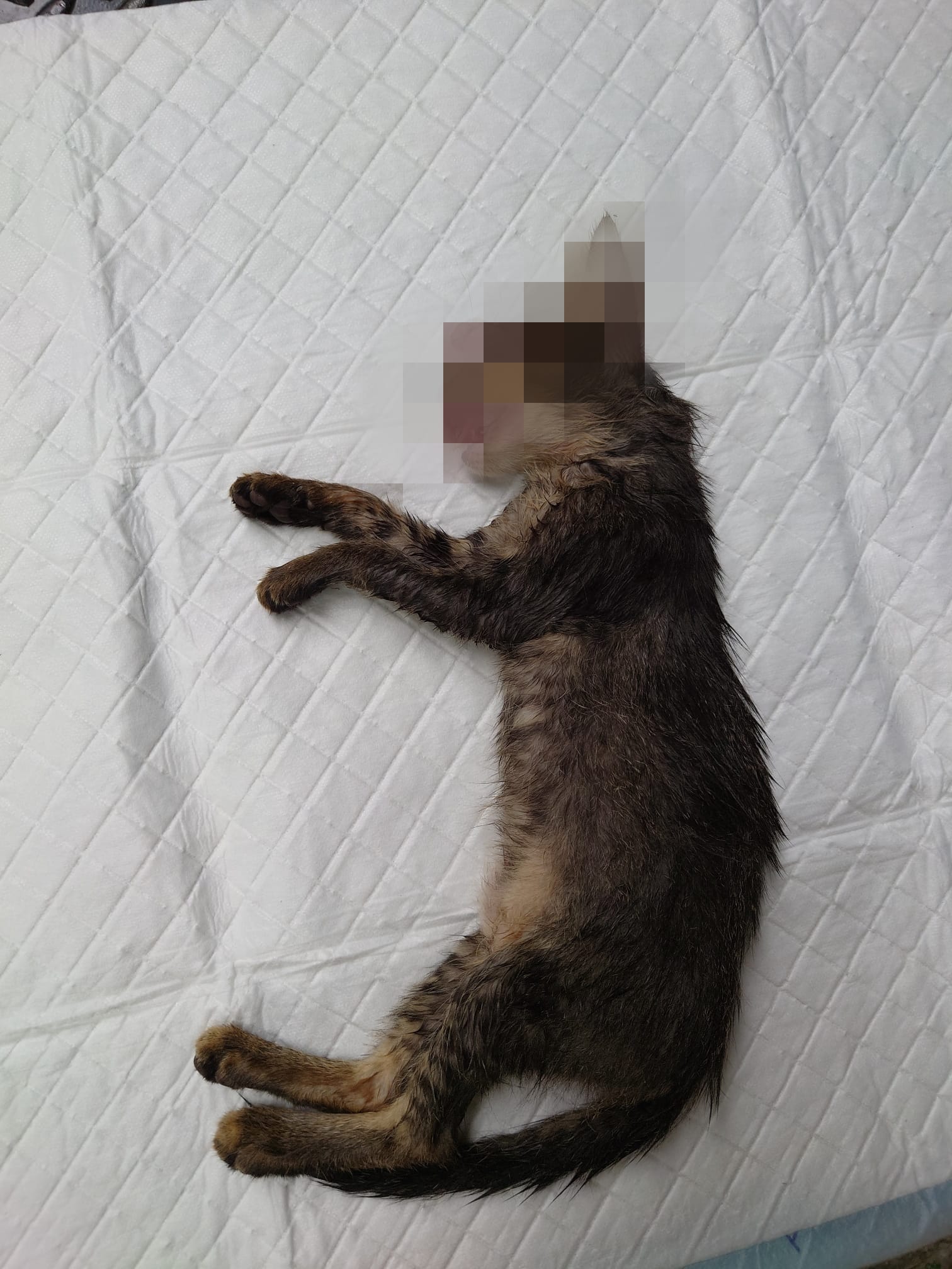 浪浪送行者 - ＊不好意思🙏相片可能會令人不安😔🙏＊...