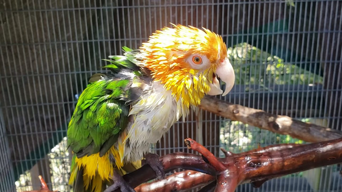 Photo inspiration: Fresh Look at The Puffmonster Has Taken A Shower And Parrot Playhouse