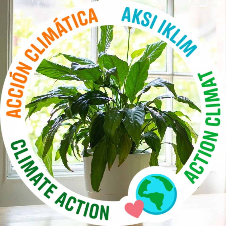 gardening-hints-and-tips-build-your-own-self-watering-containers