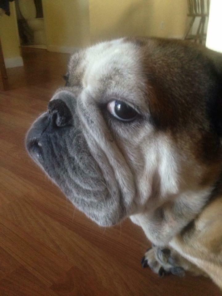 RIP Grumpy Grace
