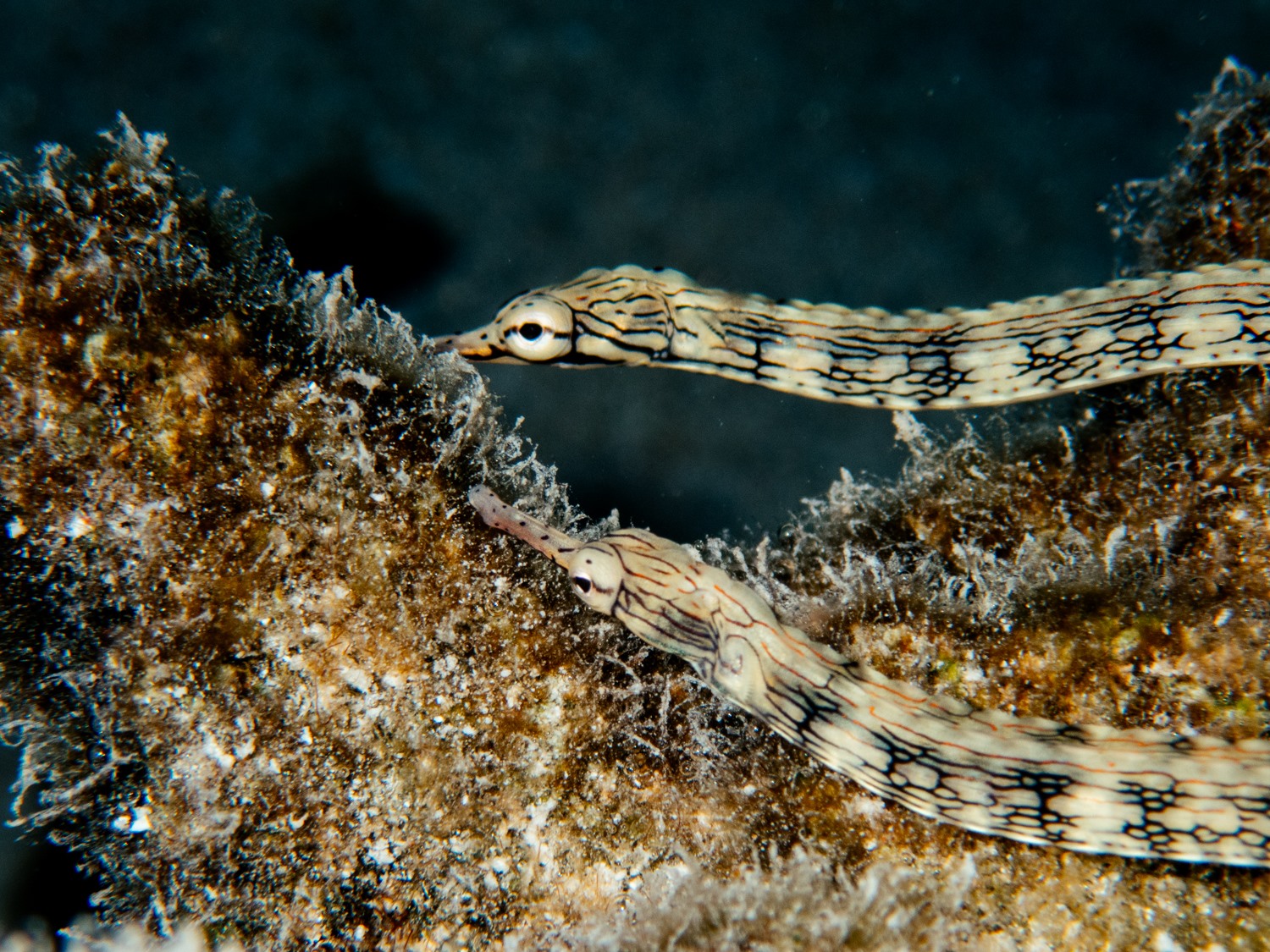 Pipefish... - NOAA National Marine Sanctuary of American Samoa