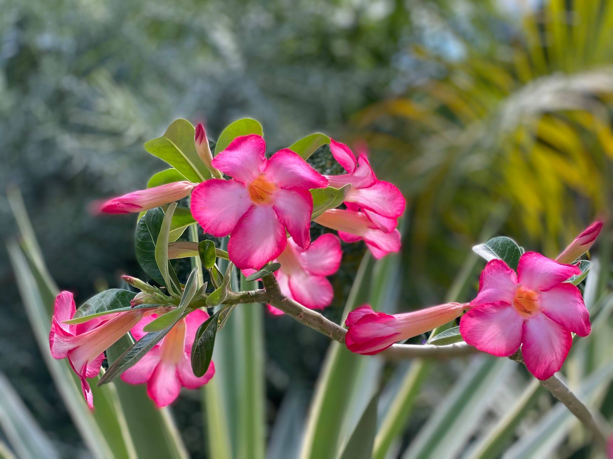 Miami Beach Botanical Garden - Desert rose (Adenium obesum) now in ...
