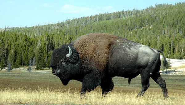 Buffalo Rider
