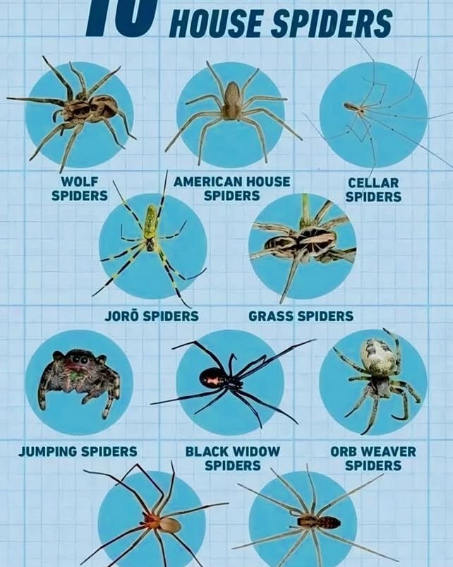 sylvester - Title: 🕷️ 10 Common Types of House Spiders Description ...