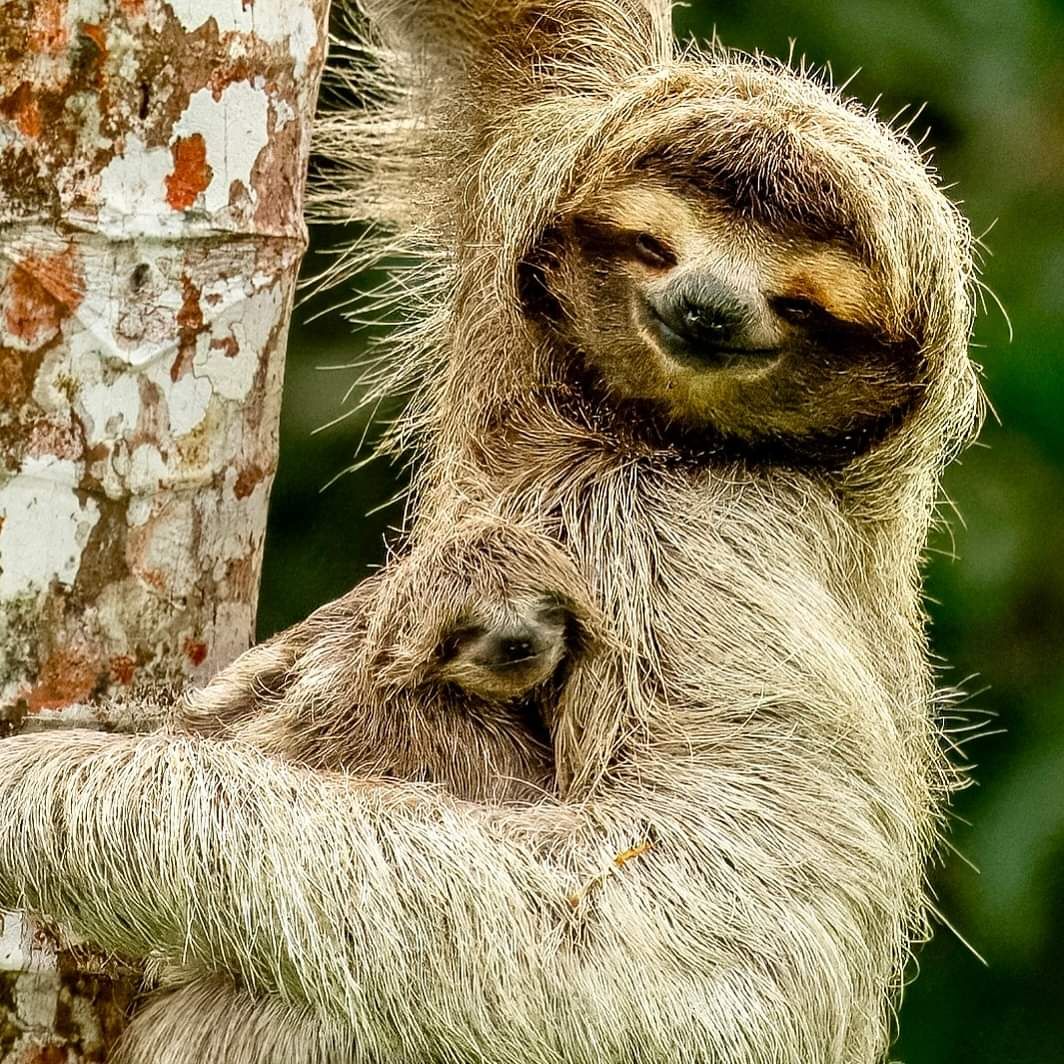 I Love Sloths | Mom and baby sloth Partners in tree-hanging cuteness ...