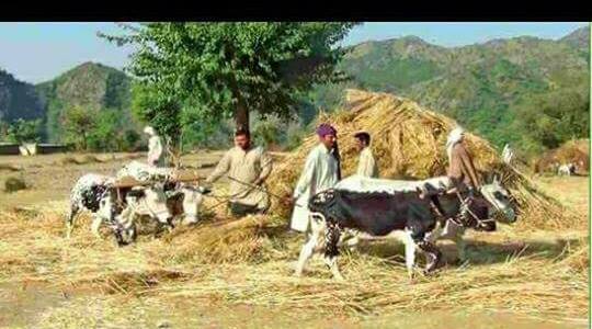 JATLI Lovers, لوگ جاتلی