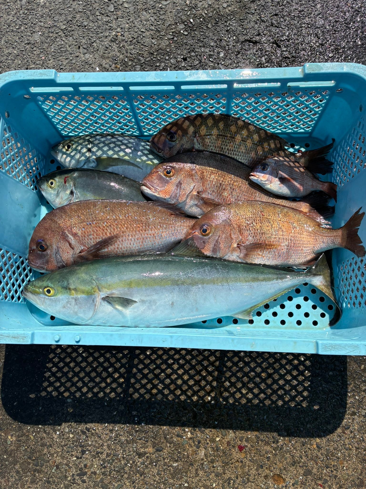 今回は筏の内も外も釣れるとのことで沼津まるやさんに行って来ました 