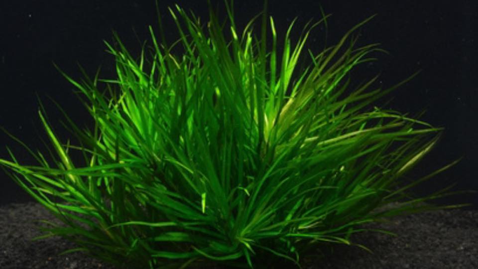 Blyxa japonica - a foreground plant - Aquarium 2 Plants