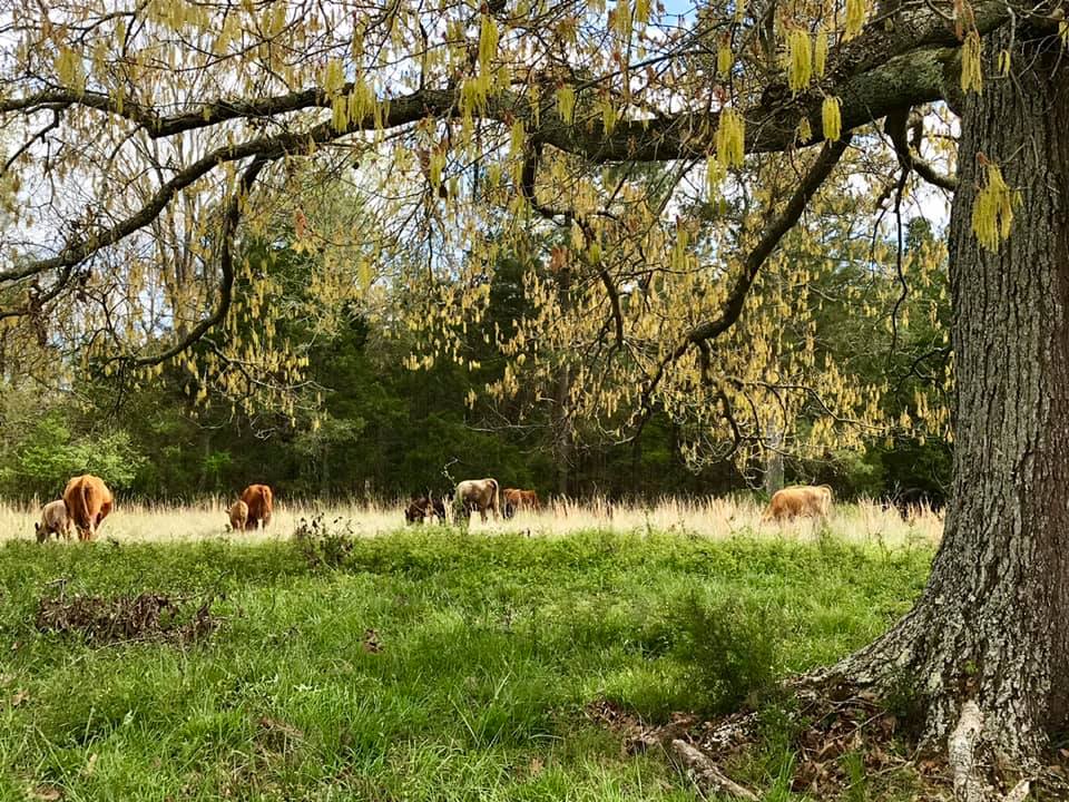 Sweetwood Farms, LLC | Elberton GA