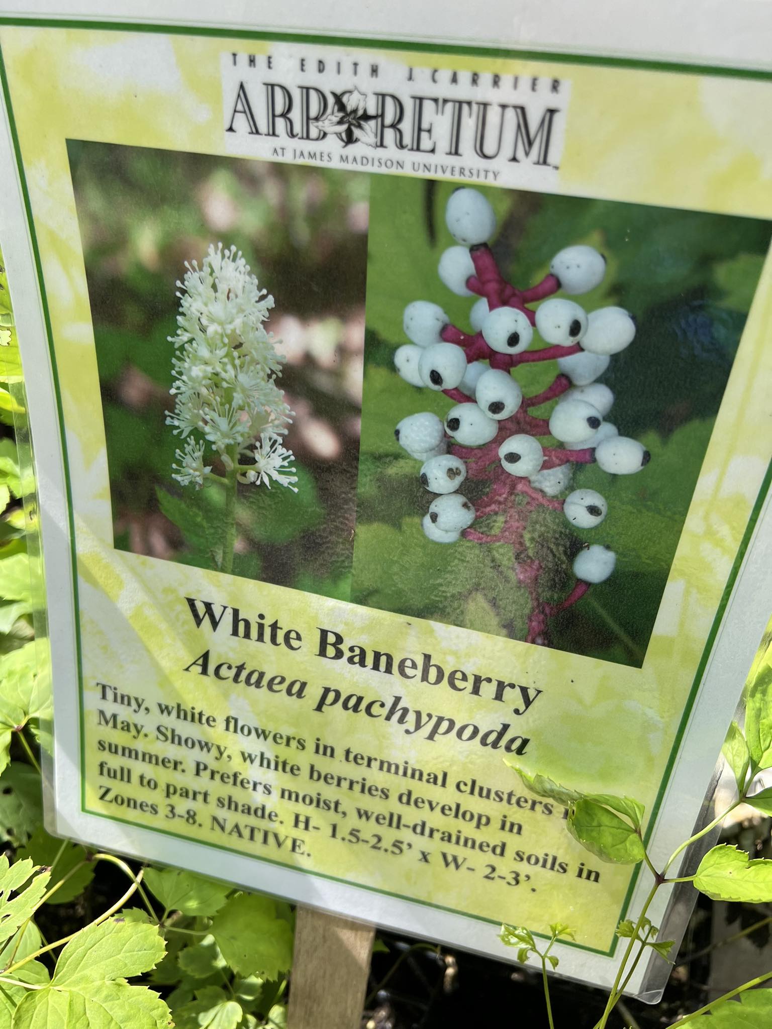 Creative Gardening | Can someone tell me what this shrub along our ...