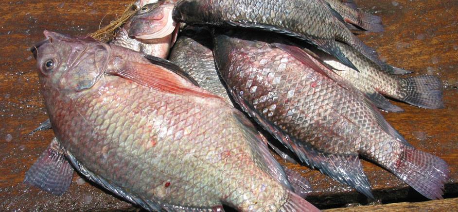 Lakefish Supplies | Nairobi