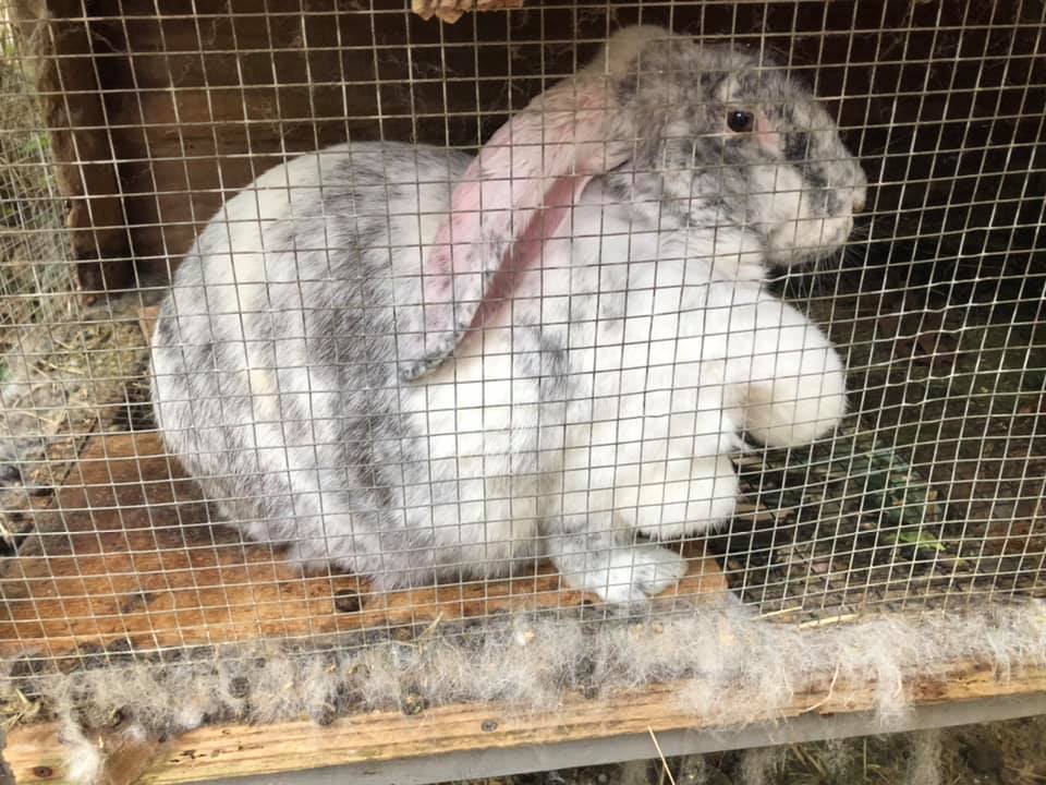 Wow! Obviously Comanche... - Bear Creek Rabbits & Homestead | Facebook