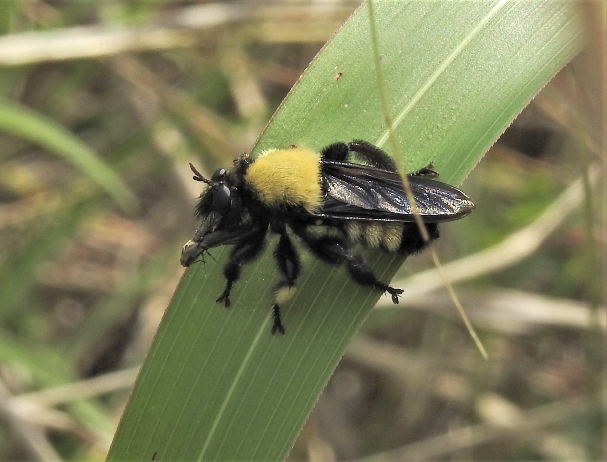 Let's talk robber flies! You most likely have seen them, even if you ...