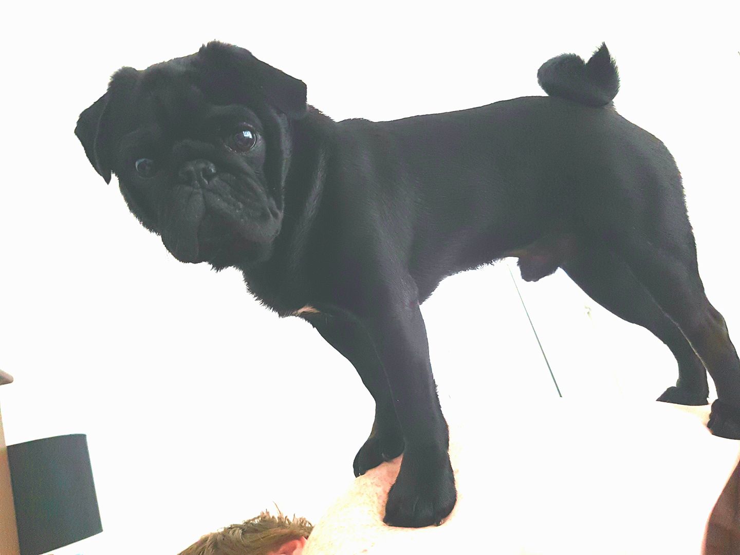 Scrappy the Bush Pugaroo added... - Scrappy the Bush Pugaroo