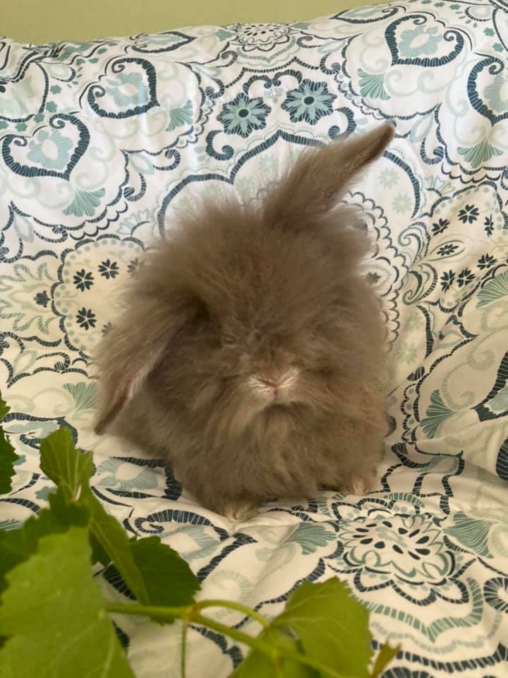 ️It Takes A Village - Lychee ️... - East Bay Rabbit Rescue | Facebook