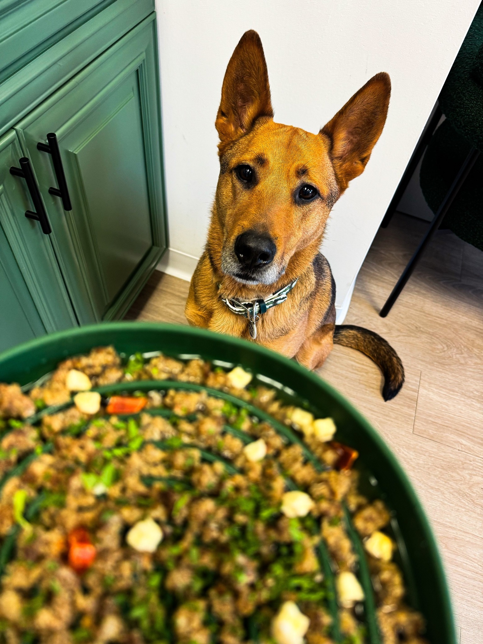 Big Dog Natural | Lakewood NJ