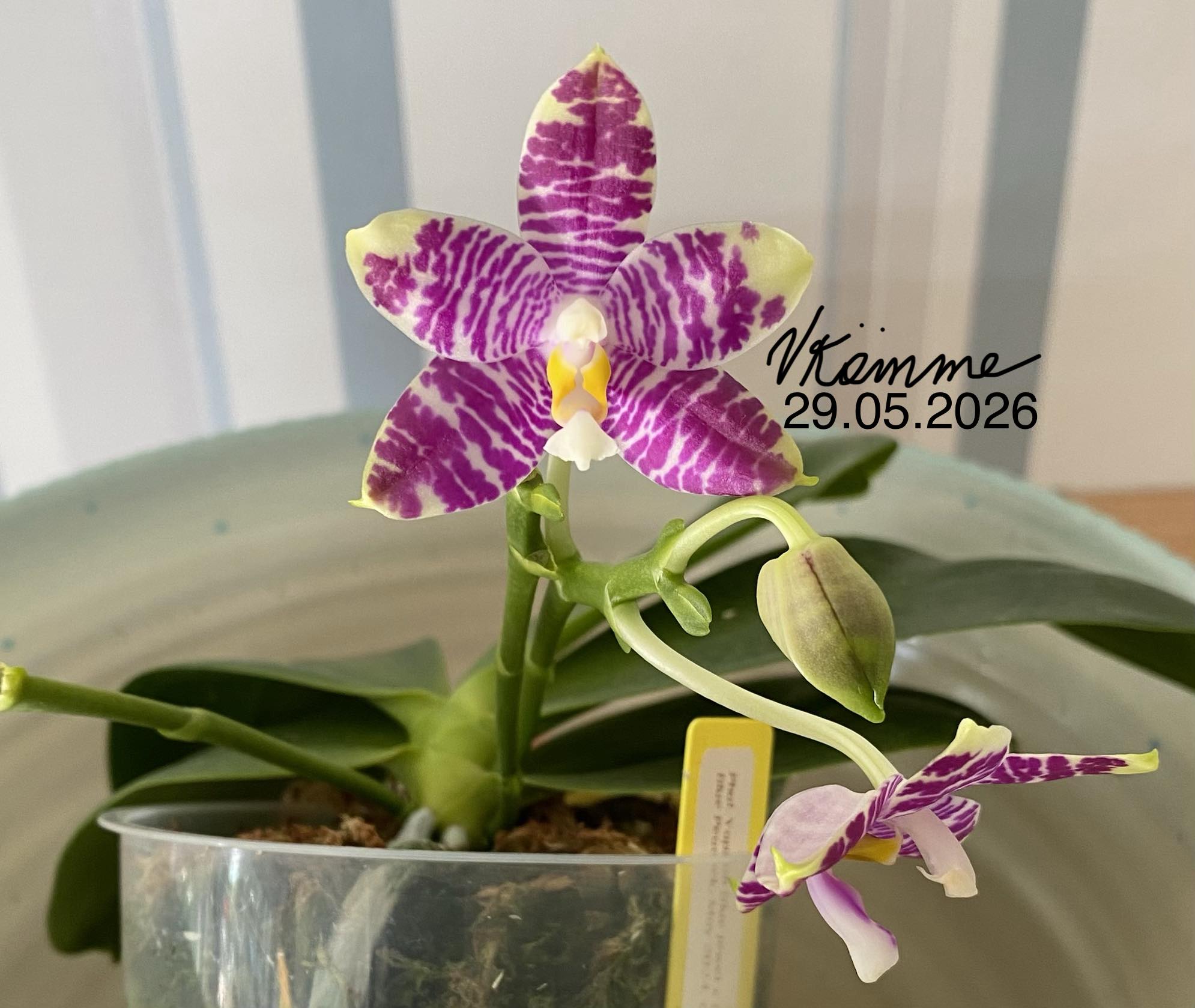 胡蝶蘭Jamboree Blossom x Liou Blue Parrot 432) Phal. Jamboree