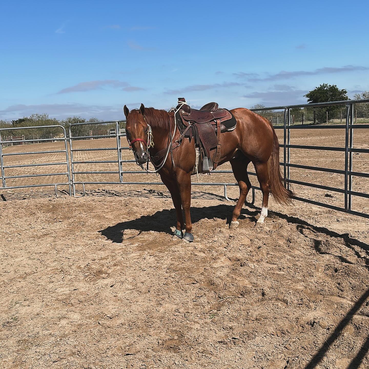 Y.Y. Ranch & Roping Arena | Roma-Los Saenz TX