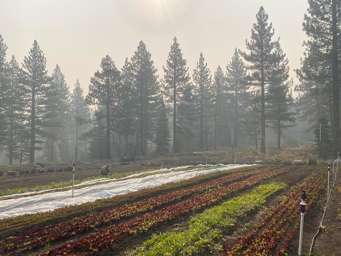 Little Roots Farm
