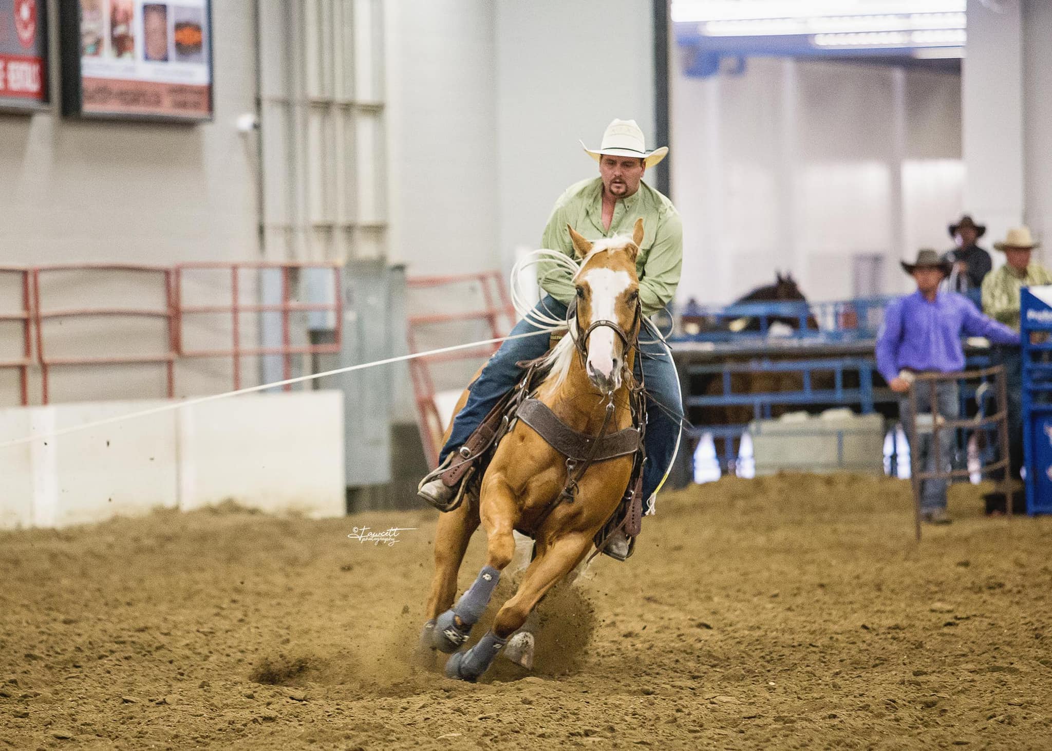 Team Roping Horses for sale in Arizona | Facebook