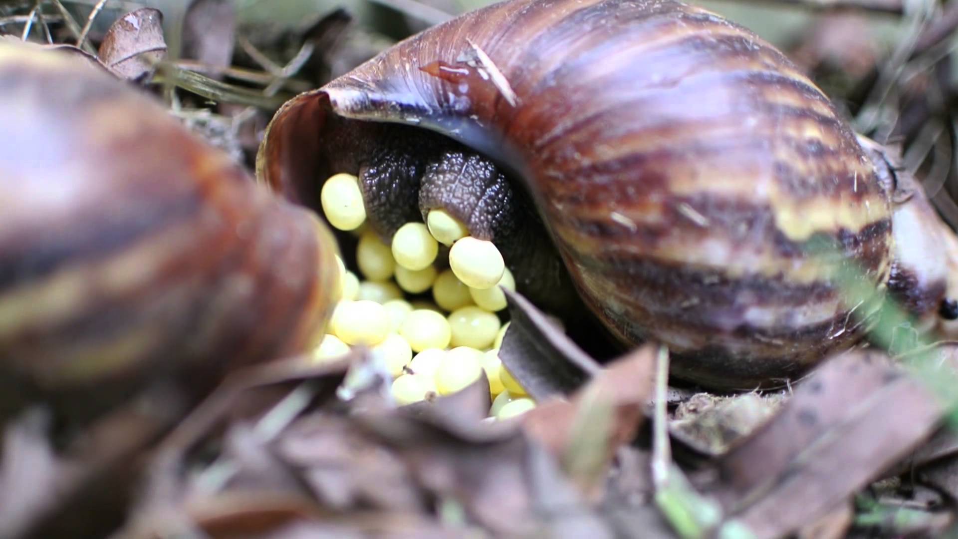 Snailry Goldmine