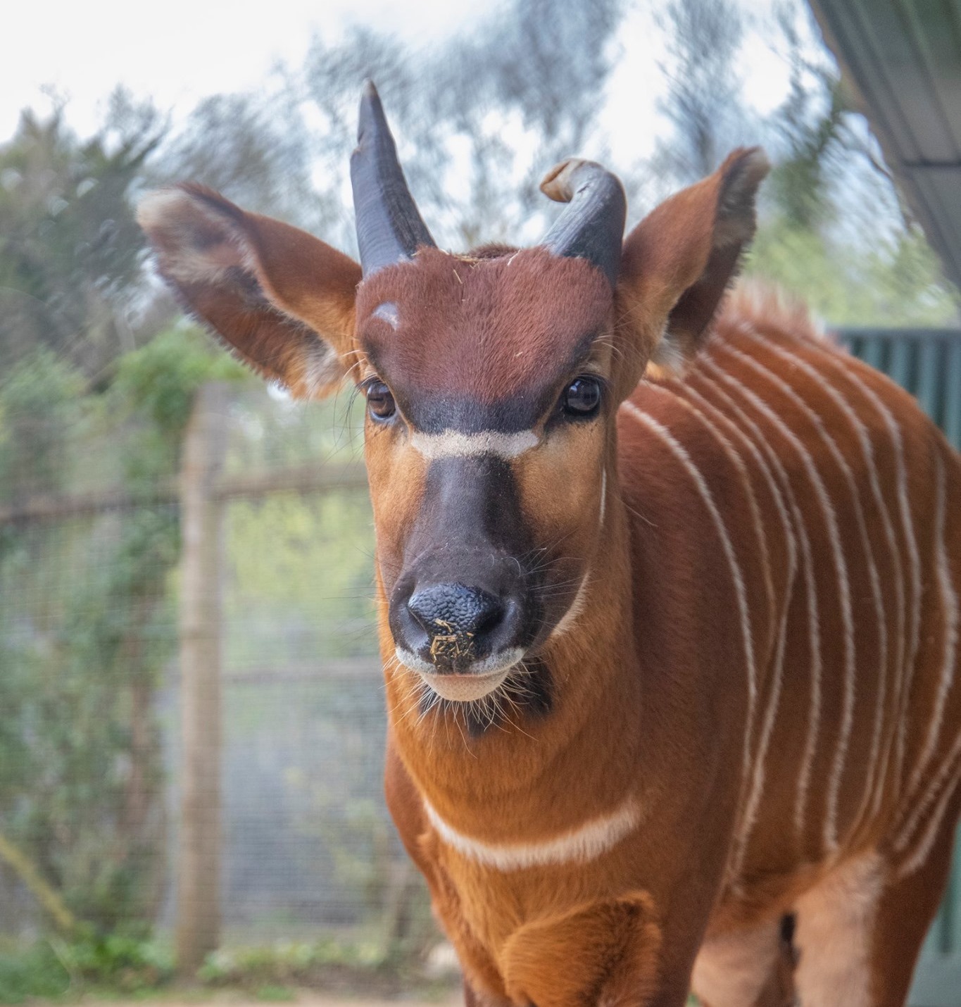 Paignton - Say hello to our newest arrival, Eastern bongo Ada! 👋 ...