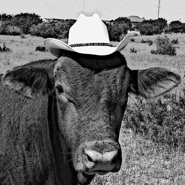 JBarT Livestock - Our Spring Breeding Season is now... | Facebook